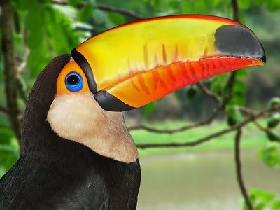 Vẹt Toucan mỏ dài - Bá tước vùng Amazon.