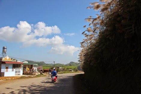 Con đường lau gần thị trấn nông trường Mộc Châu